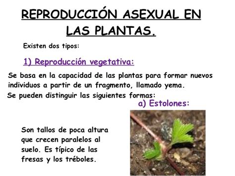 REPRODUCCIÓN ASEXUAL DE LAS PLANTAS