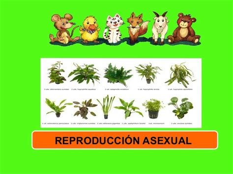 Reproduccion asexual de plantas y animales