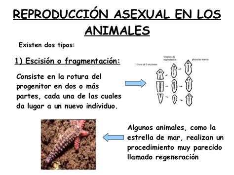 Reproducción asexual en animales y plantas
