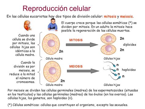 Reproducción celular División bacteriana.   ppt video ...