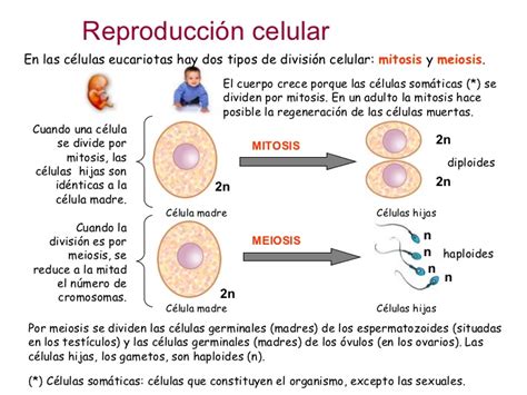 Reproduccion celular   Parte 1