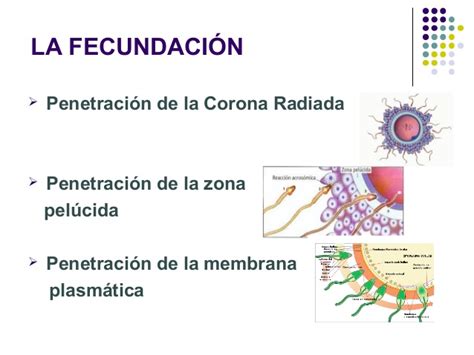 Reproducción, células madre y clonación.