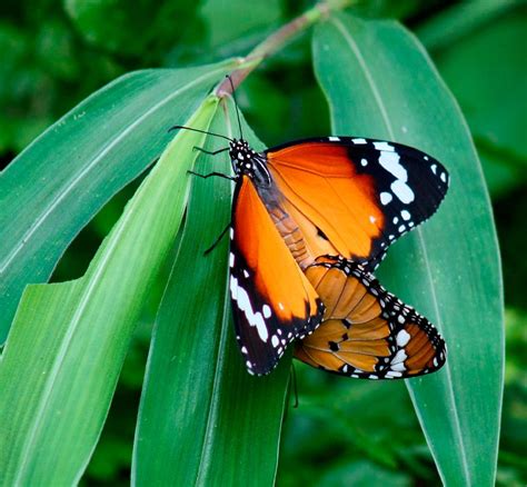 Reproducción de las mariposas tigre :: Imágenes y fotos