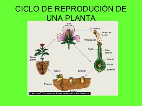 Reproduccion de las plantas