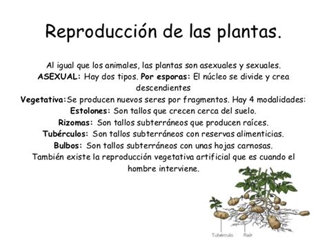 Reproducción de los animales y de las plantas.
