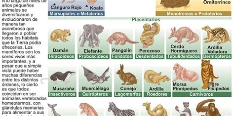 Reproducción de los mamíferos Icarito