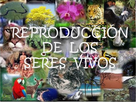 REPRODUCCIÓN DE LOS SERES VIVOS   ppt video online descargar