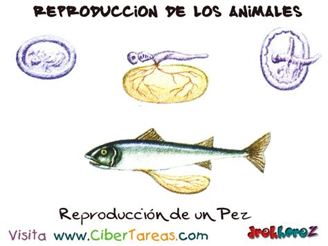 Reproducción de un Pez – Reproducción de los Animales ...
