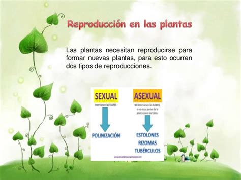 Reproducción en las plantas