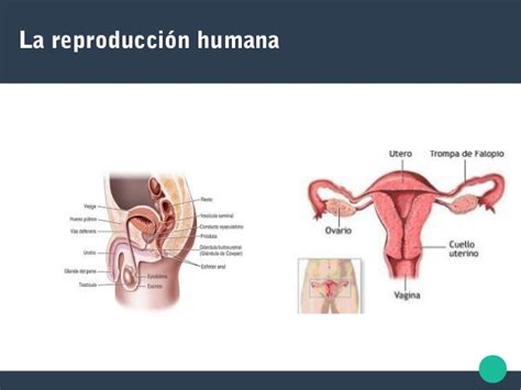 reproduccion humana la reproducci 243 n humana