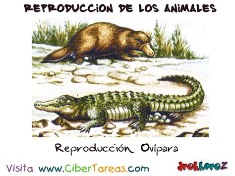 Reproducción Ovípara – Reproducción de los Animales ...