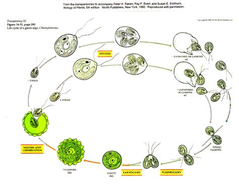 Reproducción – Algas Eucariotas