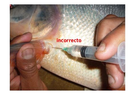 Reproducción y cultivo de peces amazonicos en la Región de ...