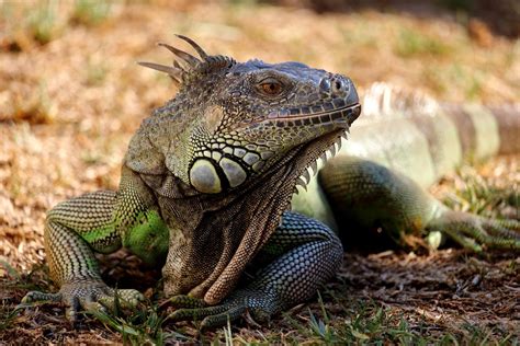 Reptil Haustier Tier · Kostenloses Foto auf Pixabay