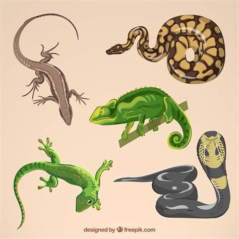 Reptile Vectors, Photos and PSD files | Free Download