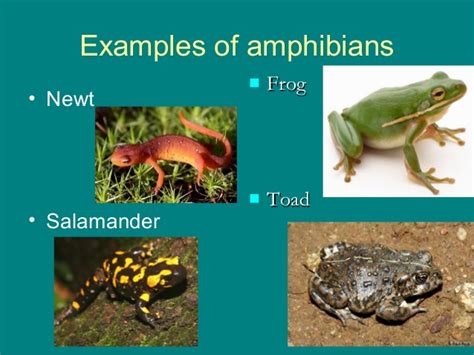 Reptiles, Amphibians and fish ppt
