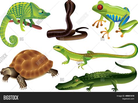 Reptiles Amphibians Set Vector & Photo | Bigstock