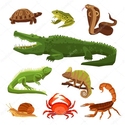 Reptiles y anfibios conjunto — Archivo Imágenes ...