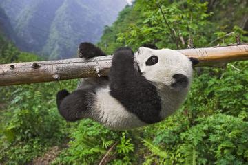 Rescatemos al Oso Panda – Salvemos Animales en Peligro de ...