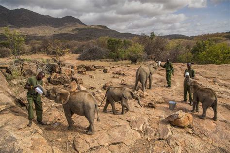 RESCUE – Reteti Elephant Sanctuary