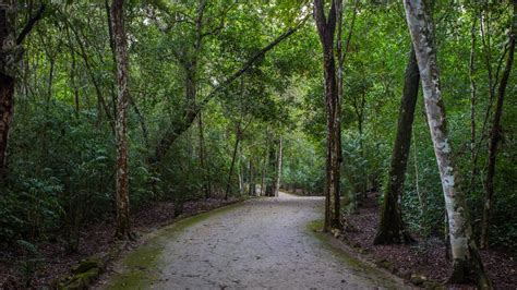 Reserva de la Biósfera de Calakmul – Turismo Campeche