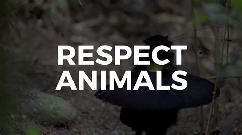 Respect Animals   YouTube