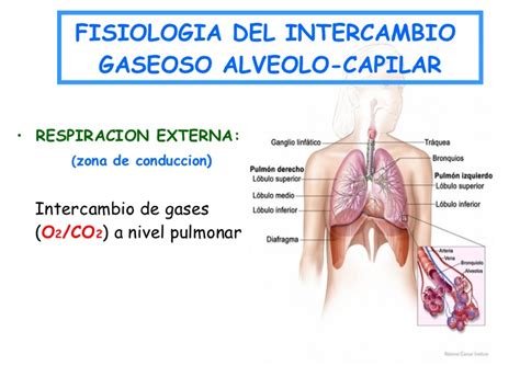 Respiracion Alveolar