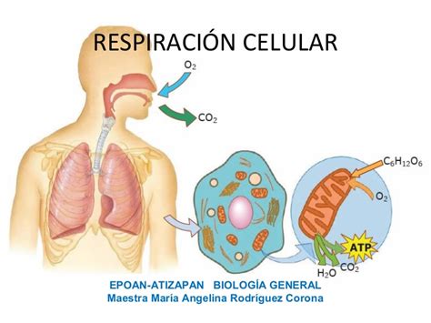 Respiración celular presentación1