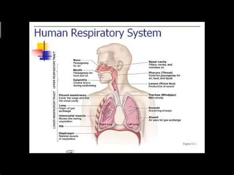 Respiration Parts and Function   YouTube