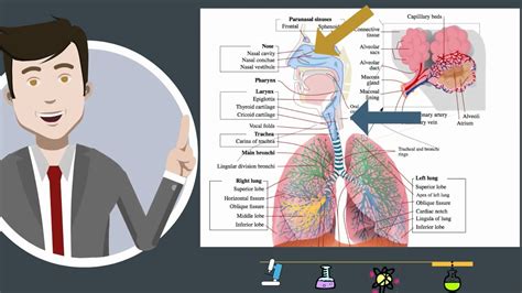 Respiratory System Organs And Functions | www.pixshark.com ...
