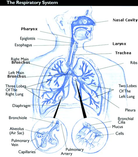 Respiratory System Parts Functions | www.pixshark.com ...
