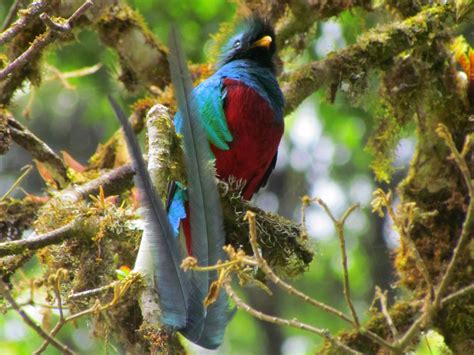Resplendent Quetzals   Where and When In Costa Rica