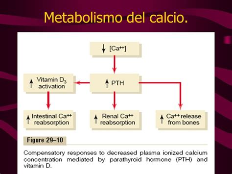 Resultado de imagen de metabolismo del calcio | endocri ...