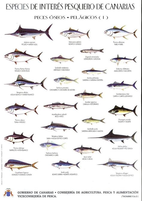 Resultado de imagen de tipos de pescados canarios ...