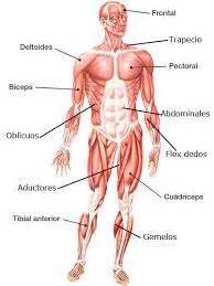 Resultado de imagen para cuerpo humano musculos perfil ...
