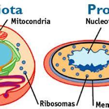 Resultado de imagen para dibujos de celulas procariotas y ...