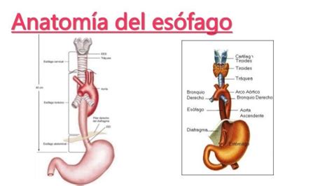 Resultado de imagen para esofago | Partes de la medula ...