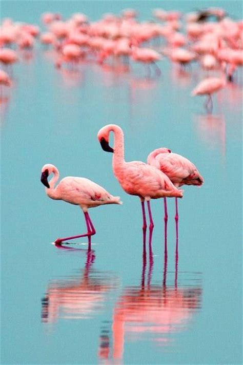 Resultado de imagen para flamencos rosados | Animales ...