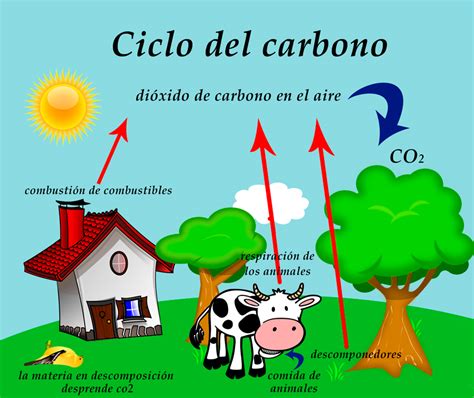 Resumen del Ciclo del Carbono: etapas e importancia