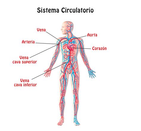 Resumen del Sistema Circulatorio: órganos, características ...