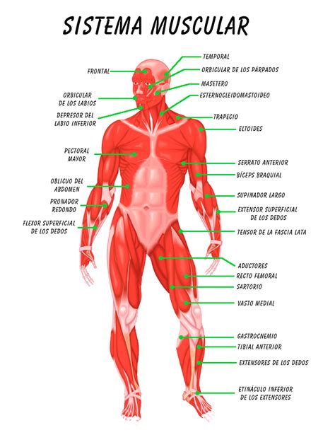 Resumen del Sistema Muscular: órganos, características ...