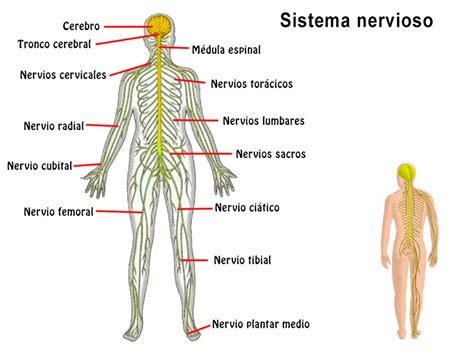 Resumen del Sistema Nervioso: órganos, características ...