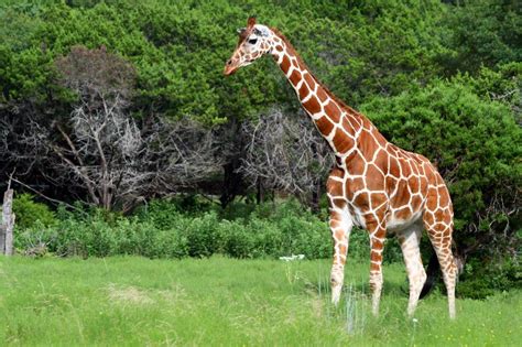 Reticulated Giraffe Facts, Habitat, Adaptations, Pictures