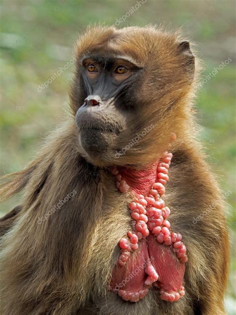 Retrato de mono Babuino — Foto de stock © EBFoto #78789428