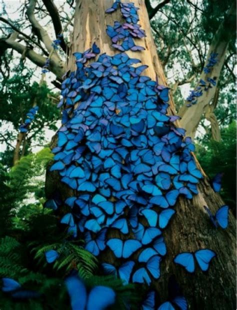 Revelan por qué las mariposas duermen en grupos   VeoVerde