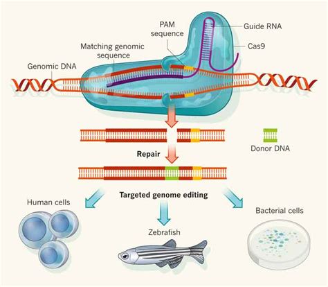 Revista de Medicina Interna | CRISPR CAS9