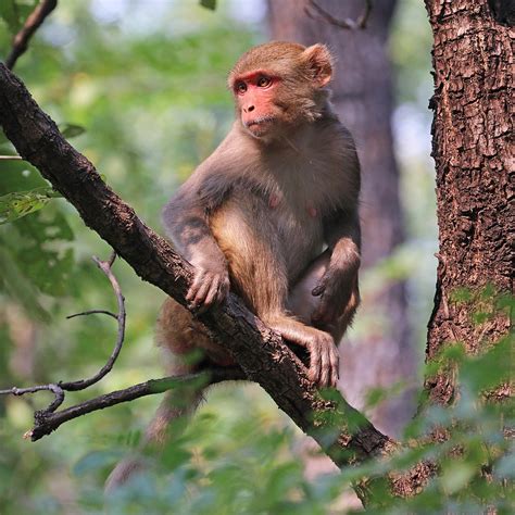Rhesus macaque   Wikipedia