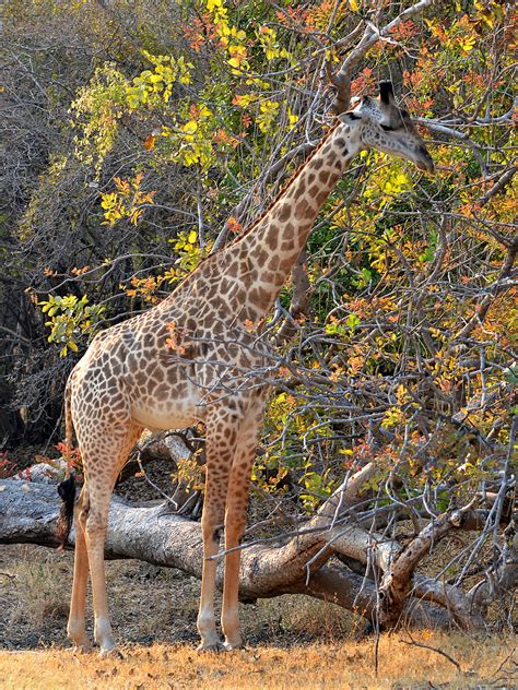 Rhodesian giraffe   Wikipedia
