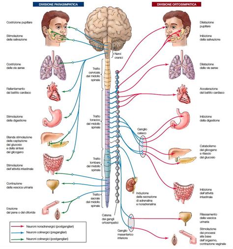 Risultati immagini per lapbook sistema nervoso | SCIENZE 5 ...