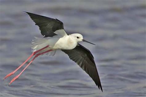 RobinAge: Environment   Types of Winter Migratory Birds